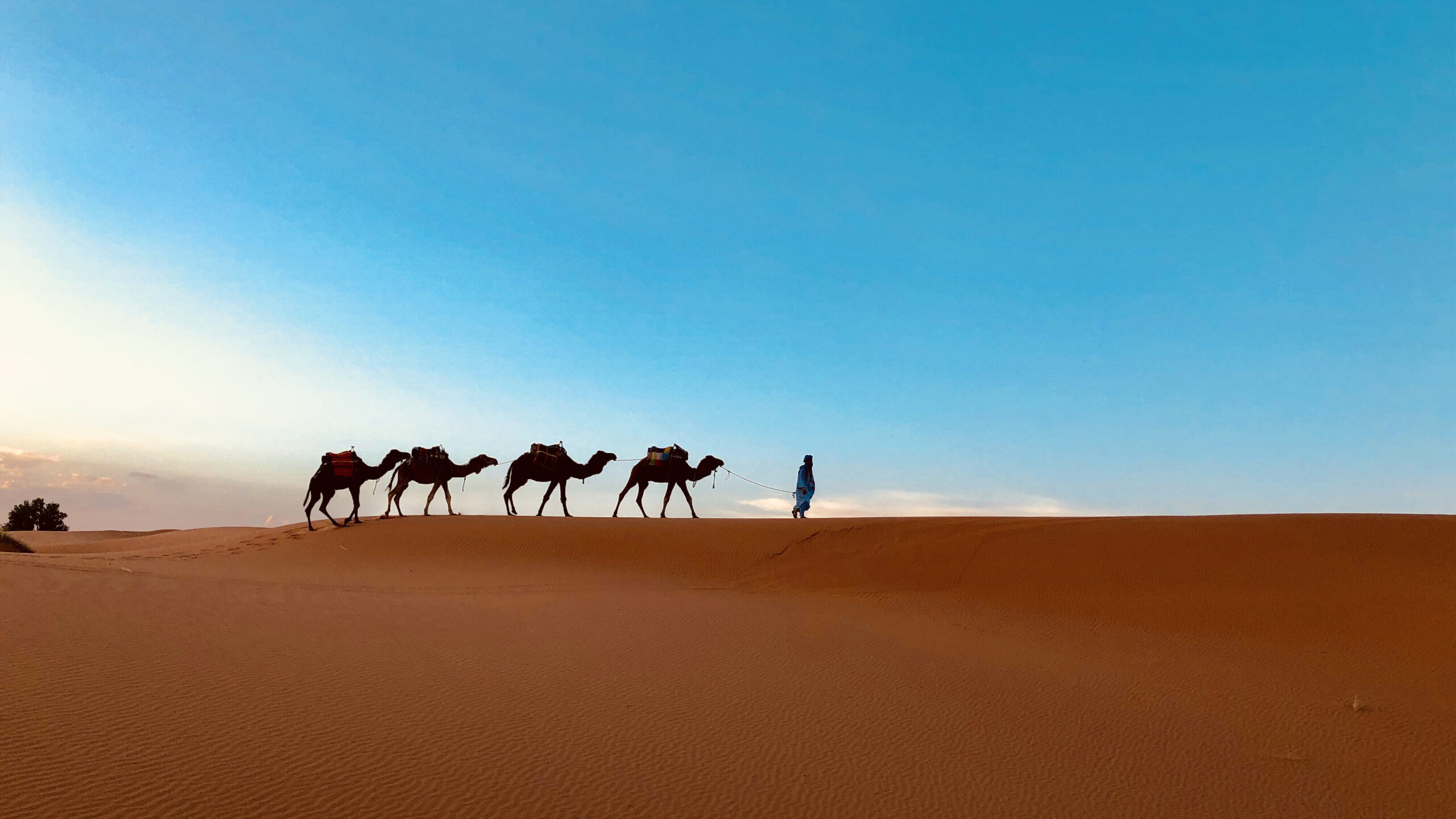 camel-silhouettes-in-sahara-desert-2024-12-01-15-37-31-utc