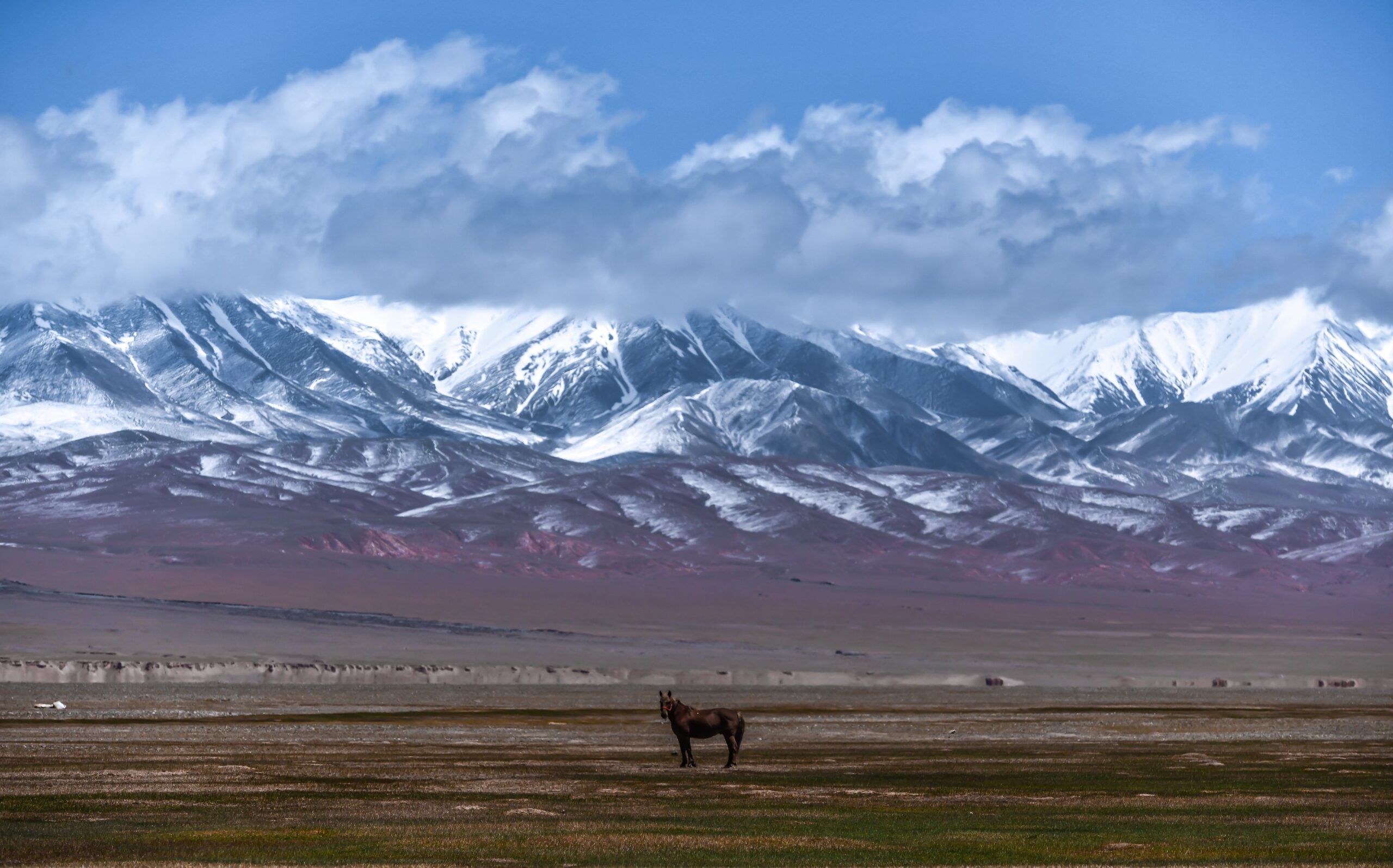 A horse in the pasture with snowy mountains in the background