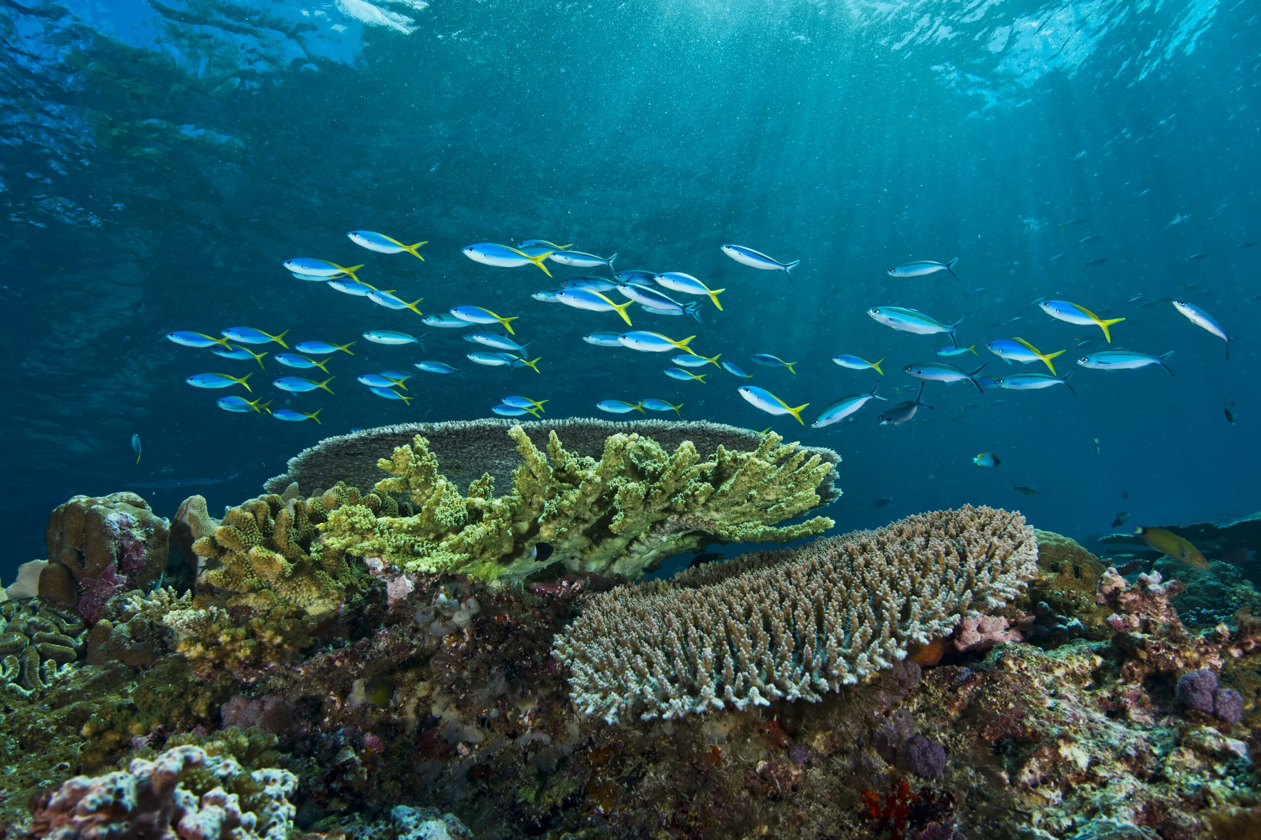 Fusilier fish over hard coral