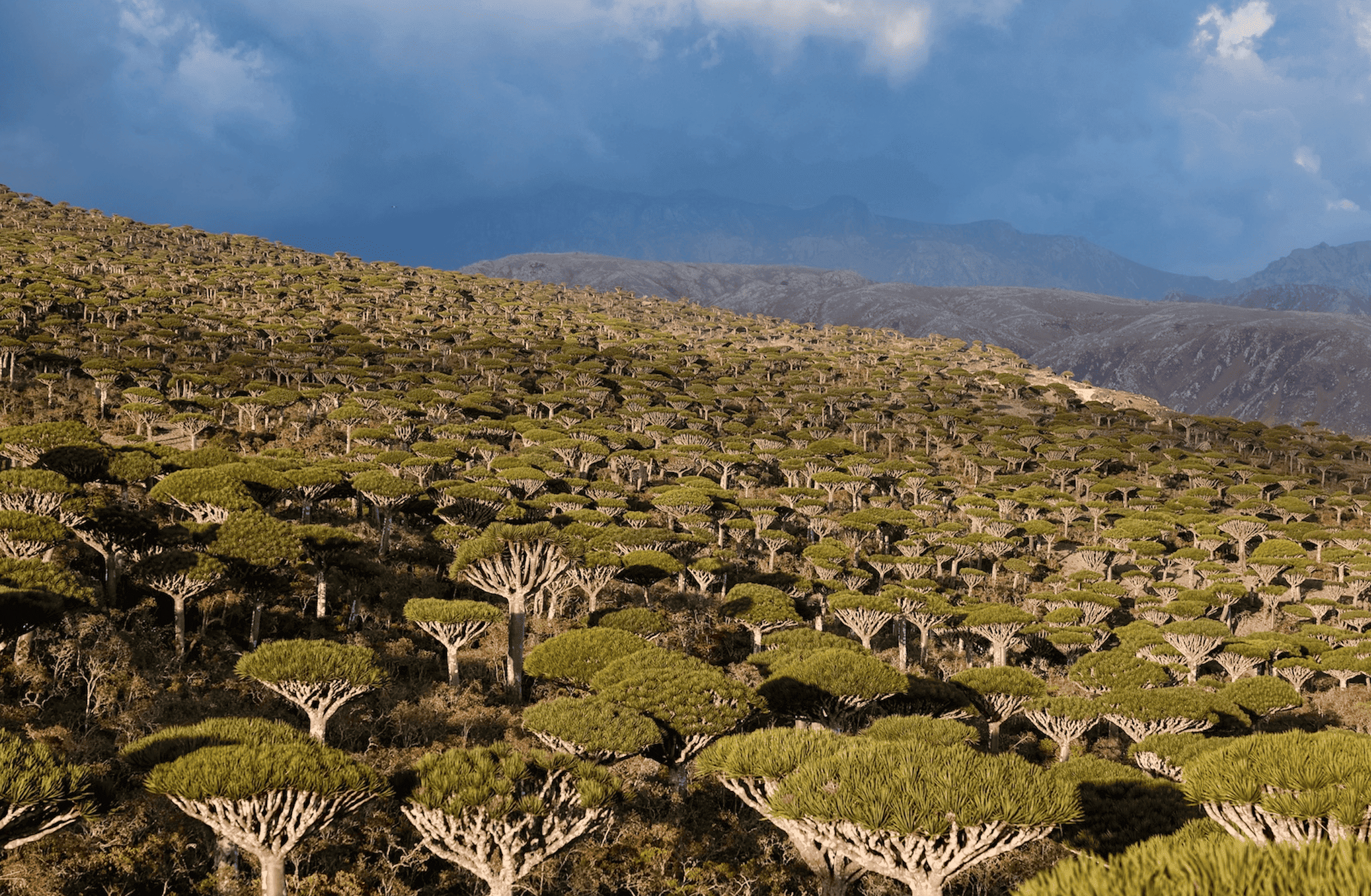 Captura de pantalla 2025-08-04 a las 10.15.24-2