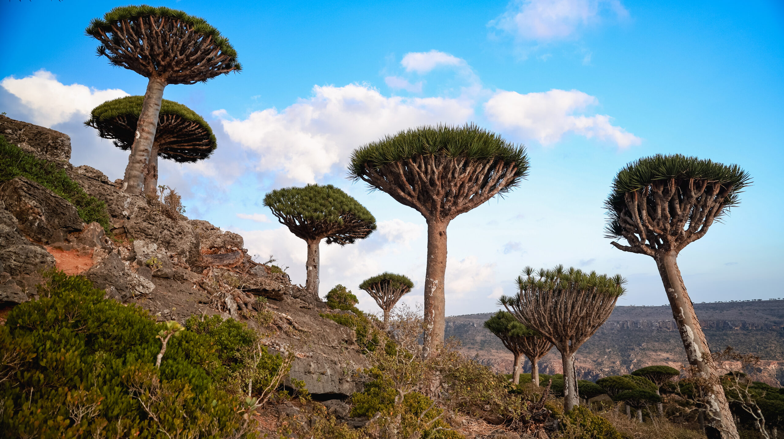 Dragon blood trees create a stunning natural landscape on Socotra Island, showcasing unique flora under an expansive sky.