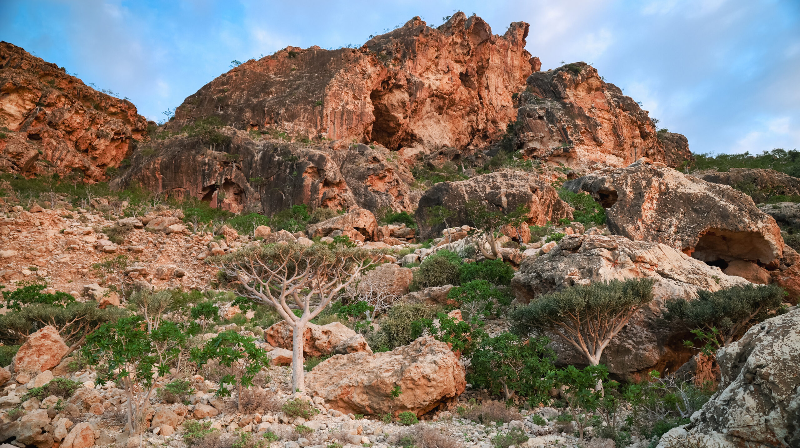 Majestic rock formations tower above unique trees and lush greenery in the captivating landscape of Socotra during golden hour.